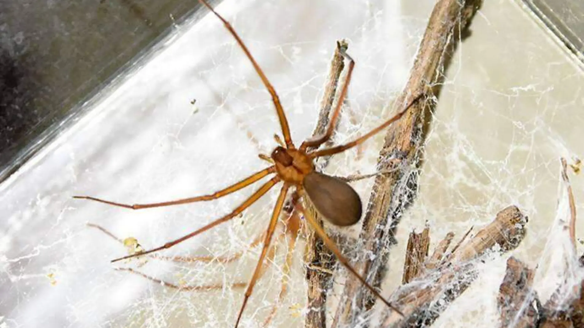 araña violinista